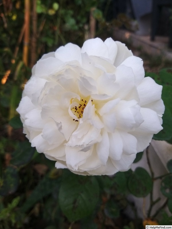 'William and Catherine' rose photo