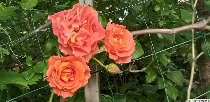 'Westerland (Shrub, Kordes, 1969)' rose photo