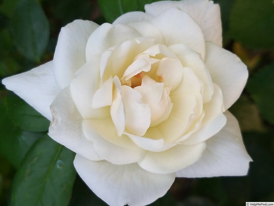 'Virgo' rose photo