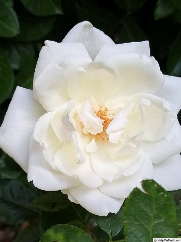 'Virgo' rose photo