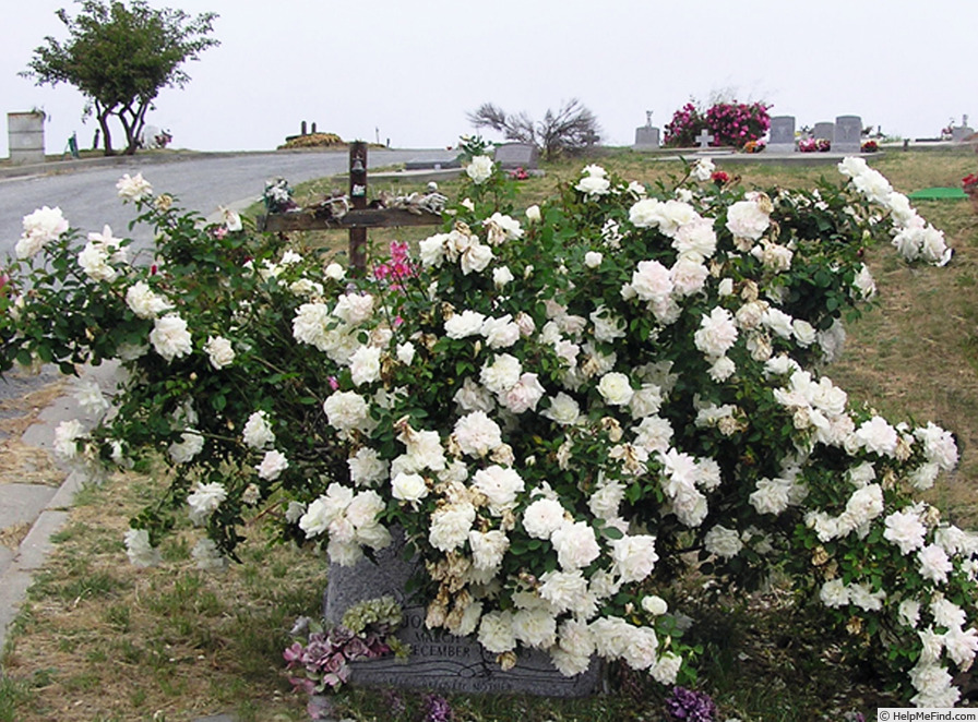 'Gloire Lyonnaise' rose photo