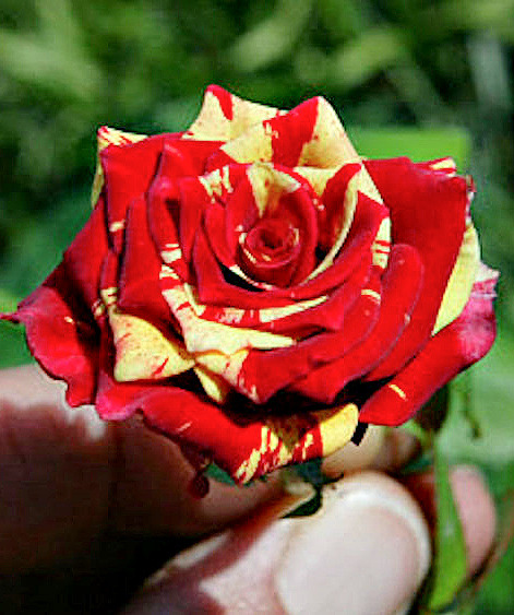 'It’s a Keeper' rose photo