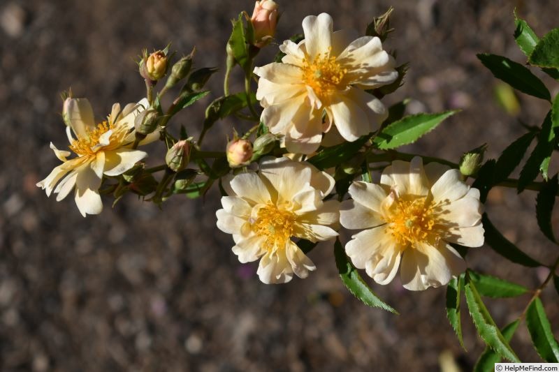 'Maud la Zouche' rose photo