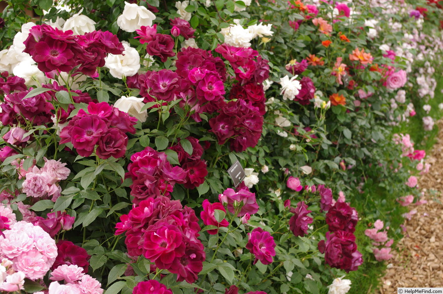 'Burgundy Iceberg' rose photo