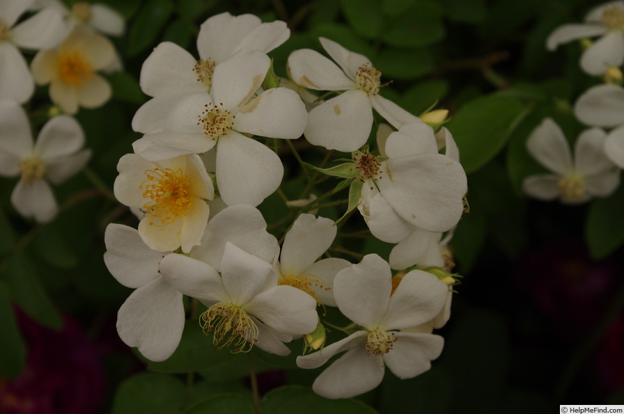 'R. helenae' rose photo