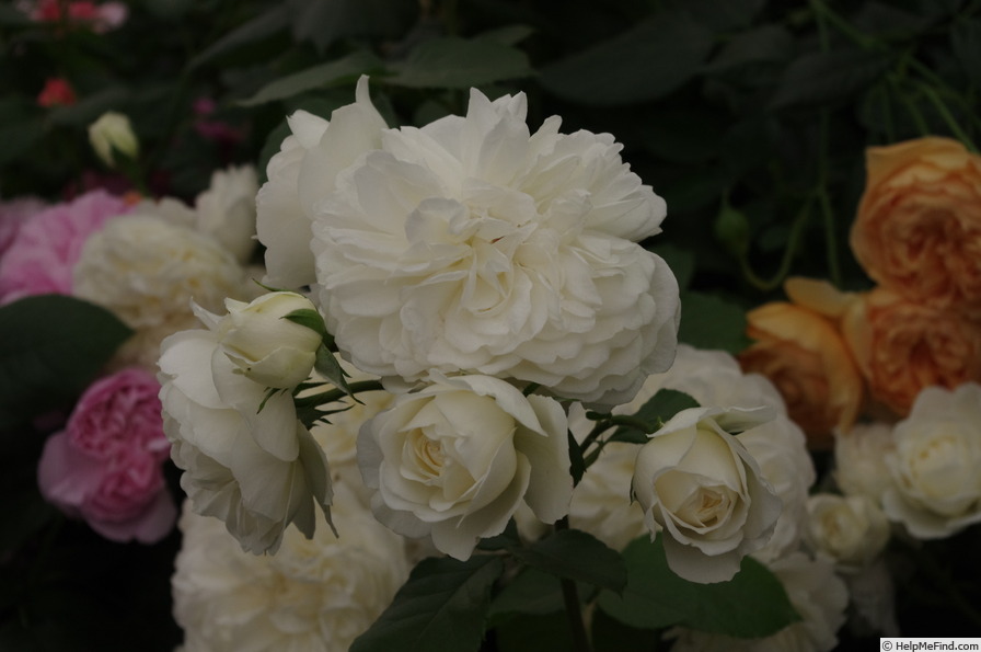'AUSnoble' rose photo