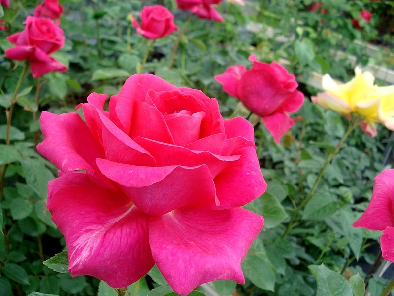 'Criterion' rose photo