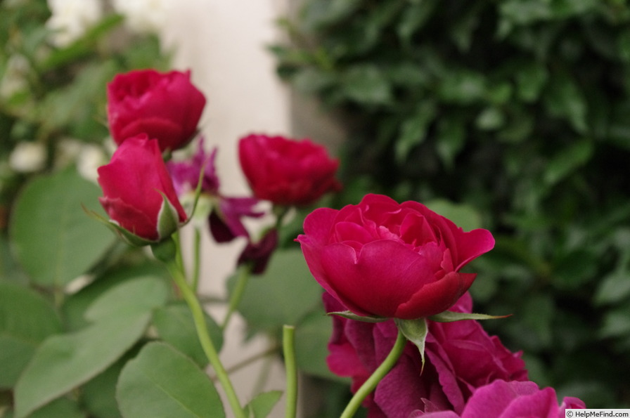 'Darcey Bussell' rose photo