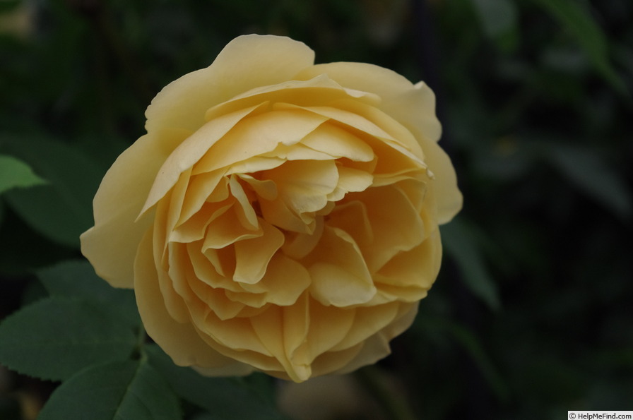 'Graham Thomas' rose photo