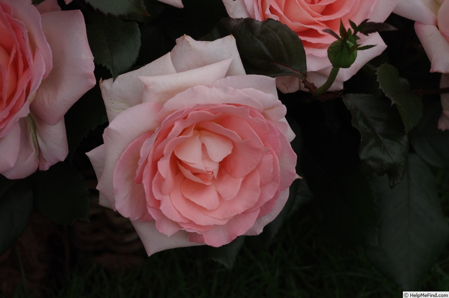 'Bloom of Ruth' rose photo