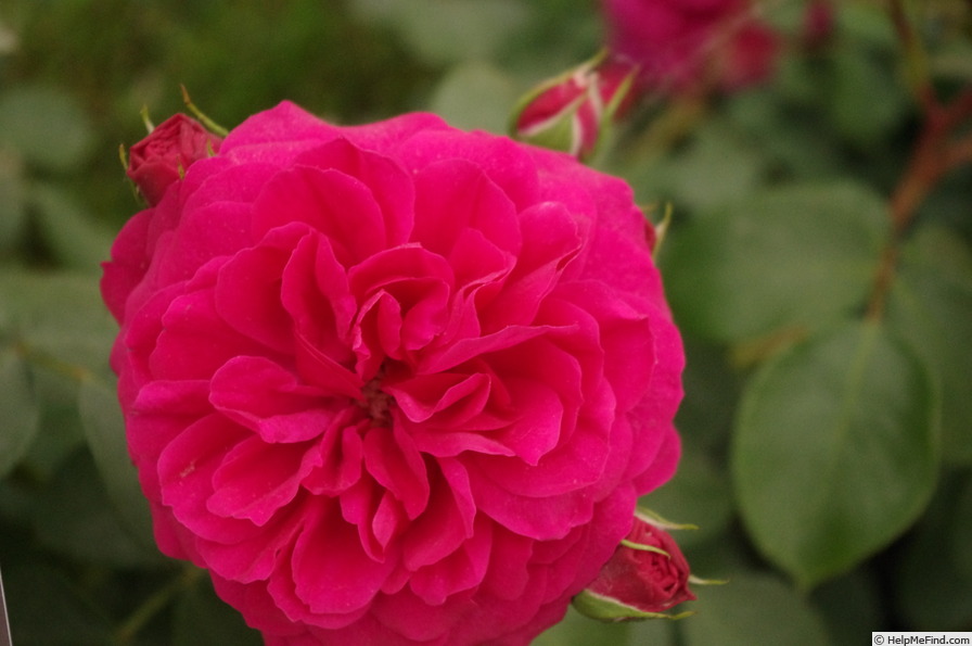 'Frilly Cuff' rose photo