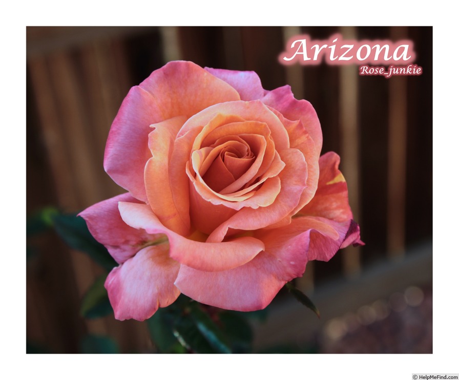 'Arizona (grandiflora, Swim & Weeks, 1973)' rose photo