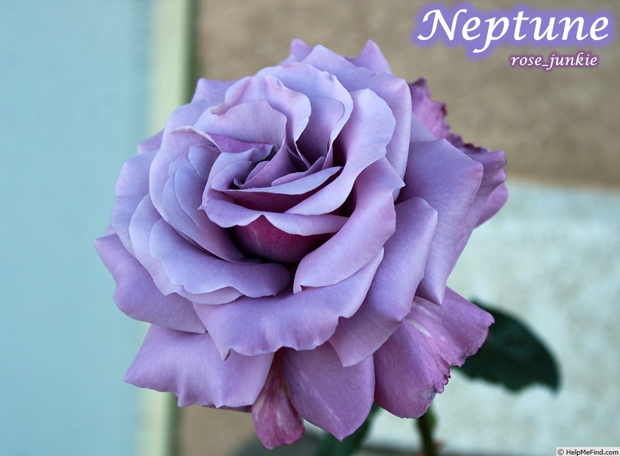 'Neptune ™ (hybrid tea, Carruth, 2003)' rose photo