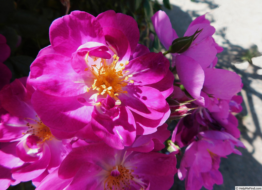 'International Herald Tribune' rose photo