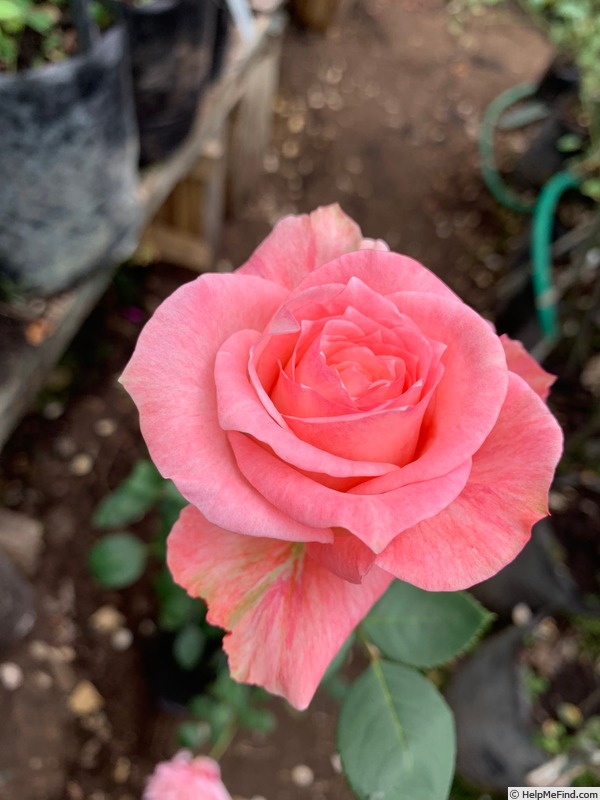 'Saatvik Mani' rose photo