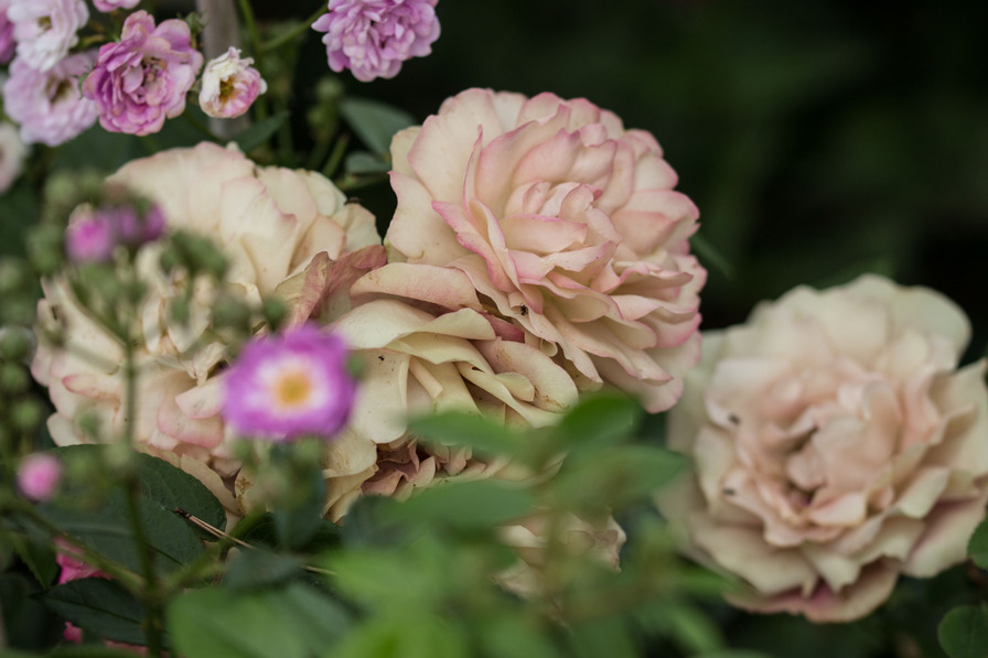'Acropolis ®' rose photo