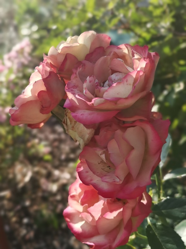 'Acropolis ®' rose photo