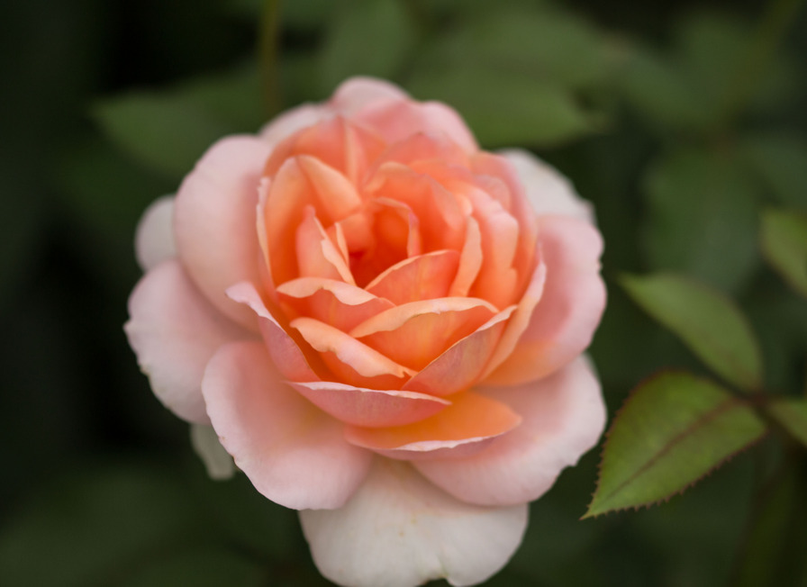 'Belle du Seigneur ®' rose photo