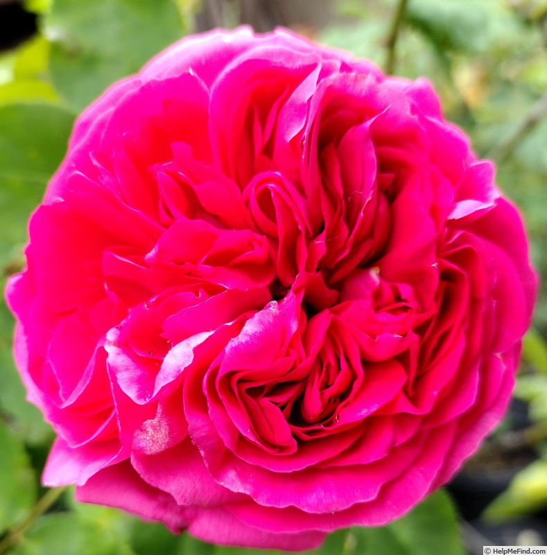 'Souvenir de Madame de Corval' rose photo