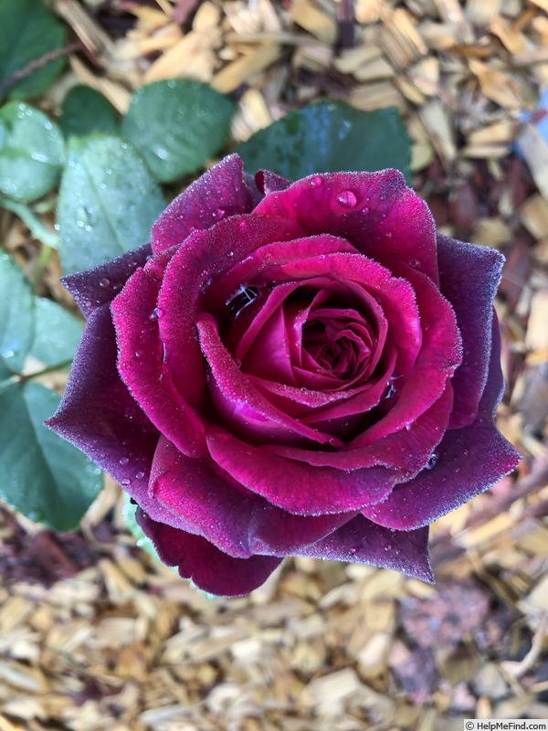 'Dark Desire' rose photo