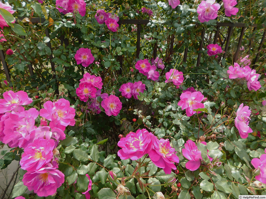 'International Herald Tribune' rose photo