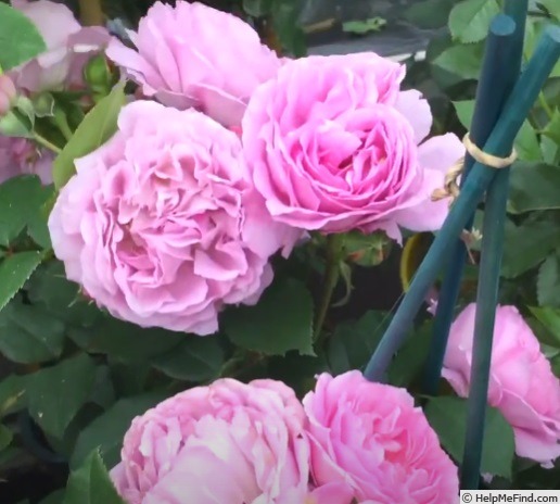 'Lilac Topaz ®' rose photo