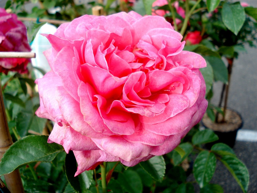 'La Vanoise parc national ®' rose photo