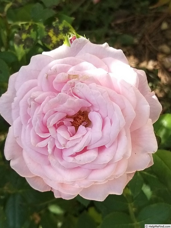 'KORtekcho' rose photo