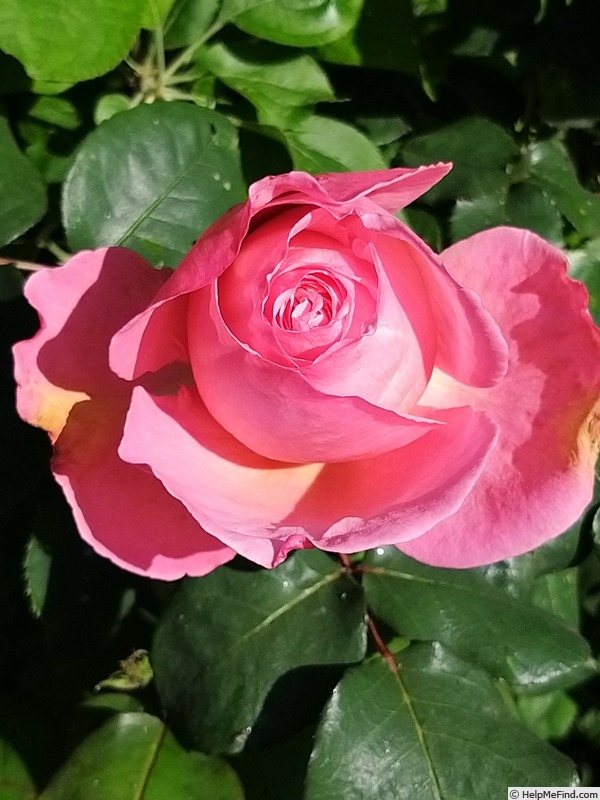 'Mademoiselle Meilland ®' rose photo