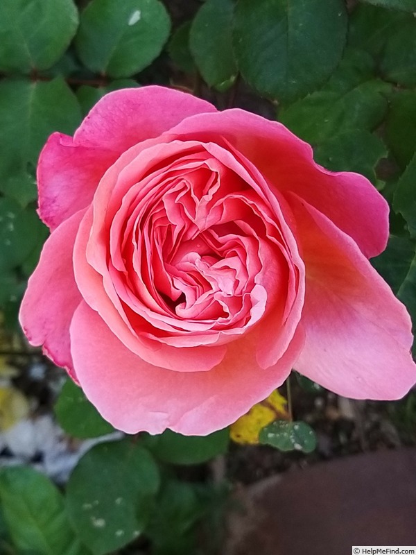 'Mademoiselle Meilland ®' rose photo