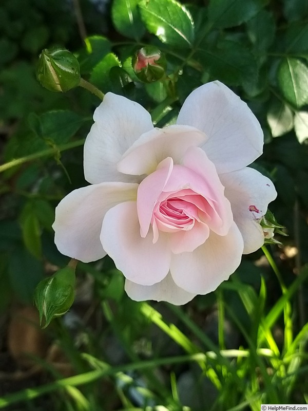 'Lovely Meilland' rose photo