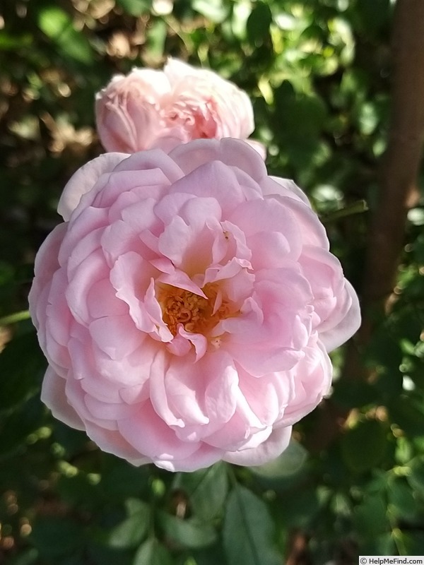 'Lovely Meilland' rose photo
