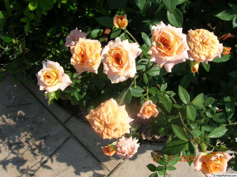 'High Flying Cathy' rose photo