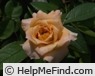 'High Flying Cathy' rose photo