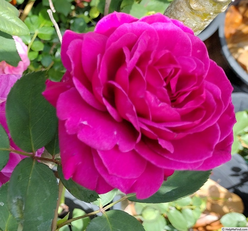 'Purple Rain (hybrid tea, Kawamoto, 1987)' rose photo