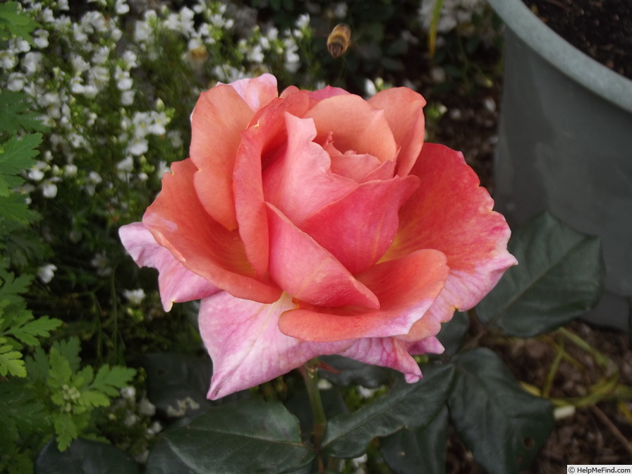 'Grandma's Rose (hybrid tea, Davidson 2012)' rose photo