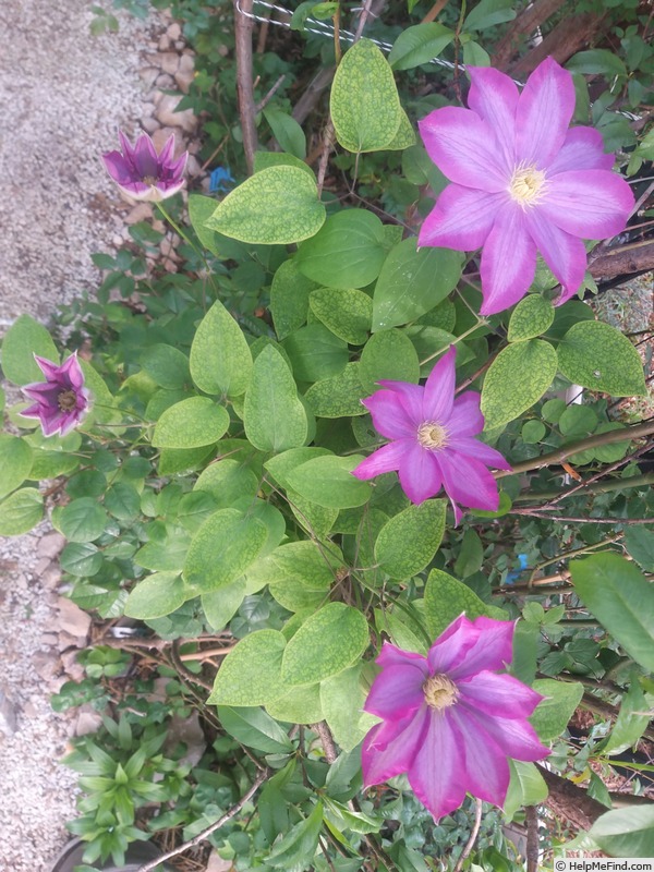 'Kakio' clematis photo