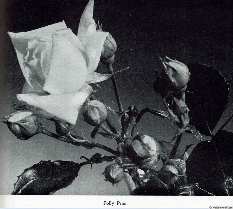 'Poly Prim' rose photo