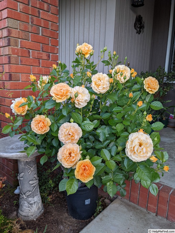 'Julia Child ™ (Floribunda, Carruth, 2004)' rose photo