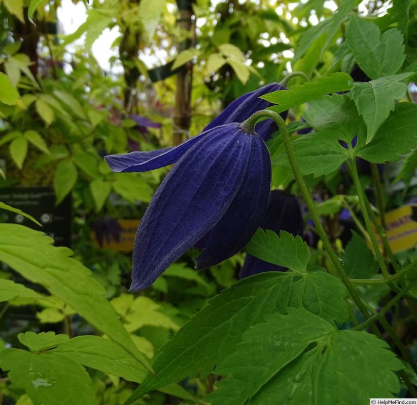 'Pamela Jackman' clematis photo