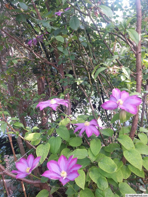 'Kakio' clematis photo