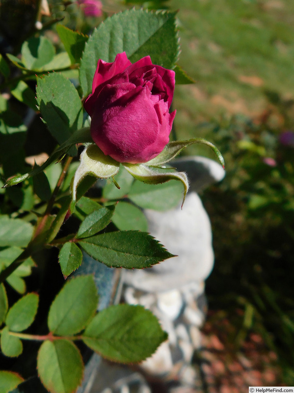 'Carolyn Supinger' rose photo
