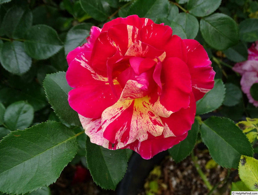 'Edgar Degas ®' rose photo