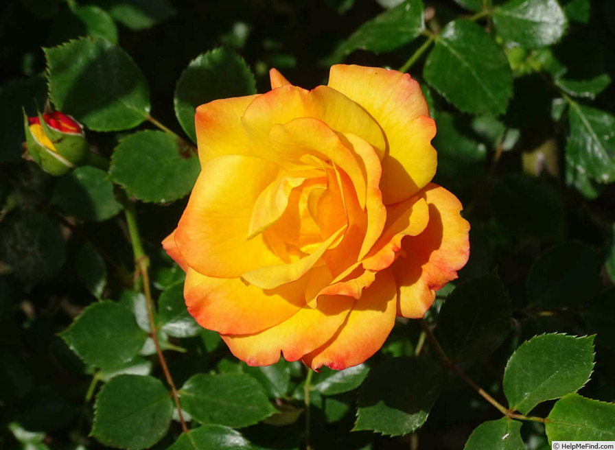 'Redova™' rose photo