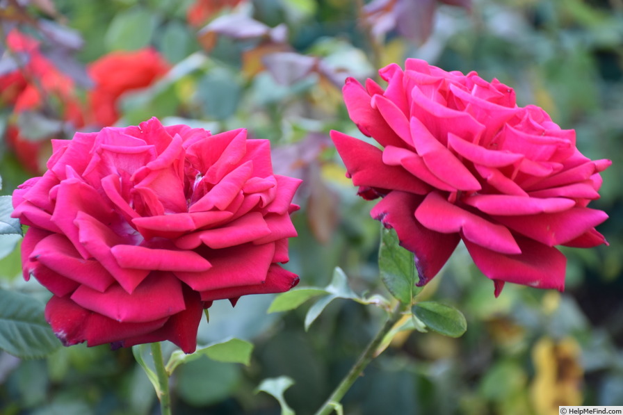 'Konrad Henkel' rose photo