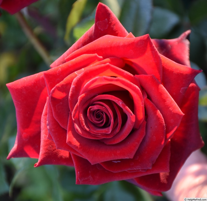'Daniel Morcombe' rose photo