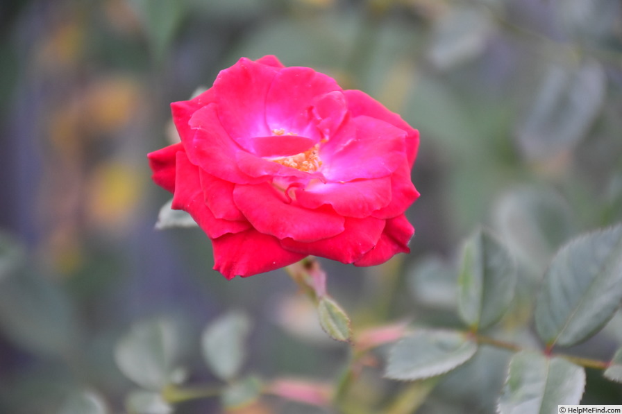 'Magic Dragon' rose photo