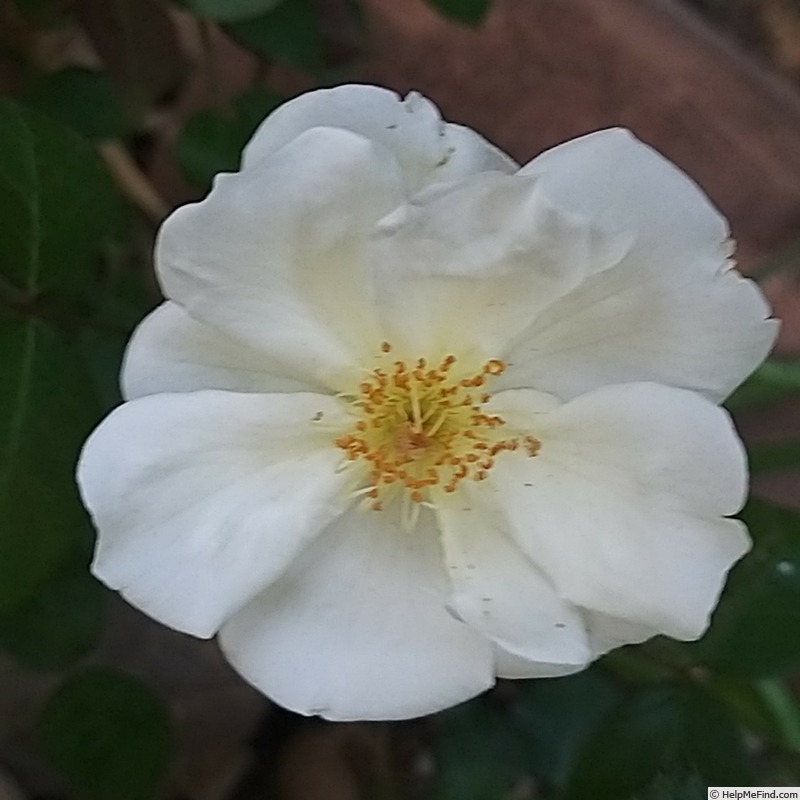 'Moonlight (hybrid musk, Pemberton 1913)' rose photo