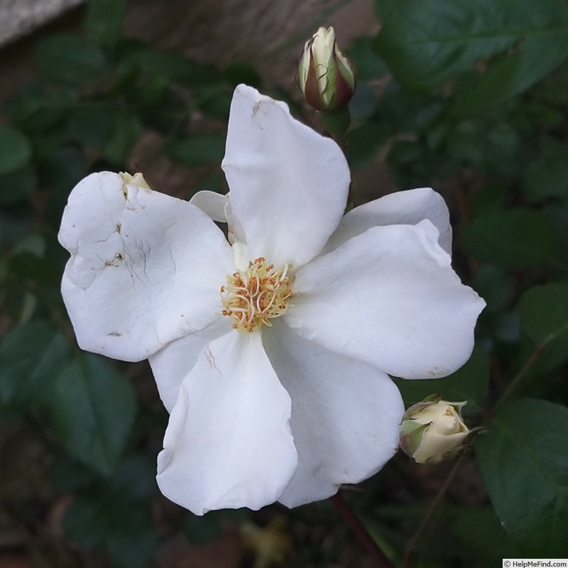 'Moonlight (hybrid musk, Pemberton 1913)' rose photo