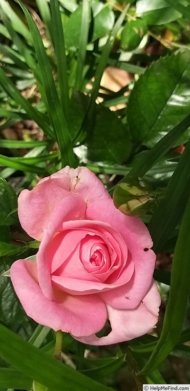 'ADA 99103' rose photo